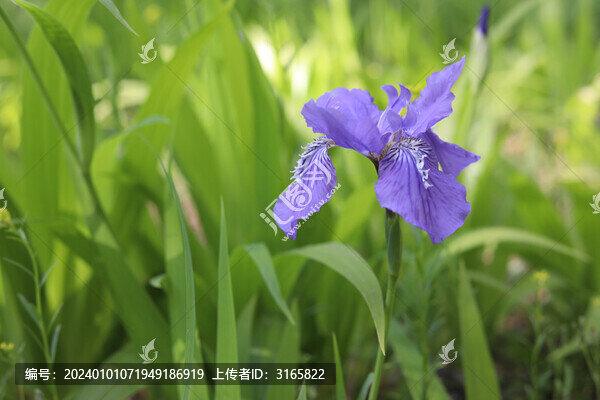 濱州秦皇河公園郁金香