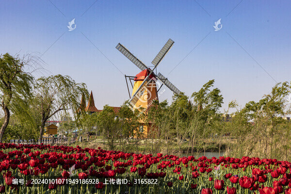 濱州秦皇河公園郁金香