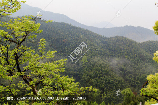春日山林