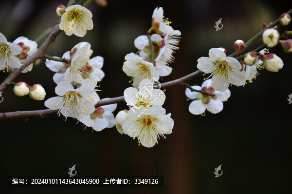 梅花