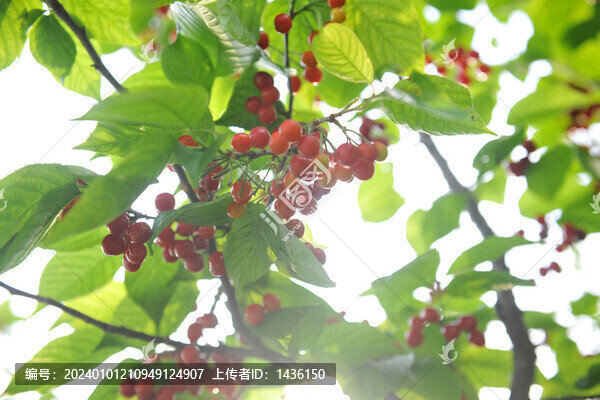 櫻桃樹