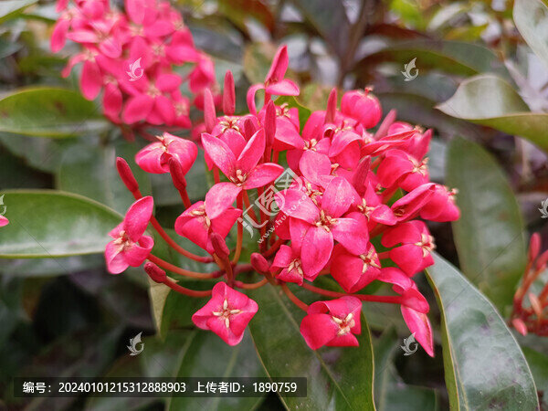 龍船花