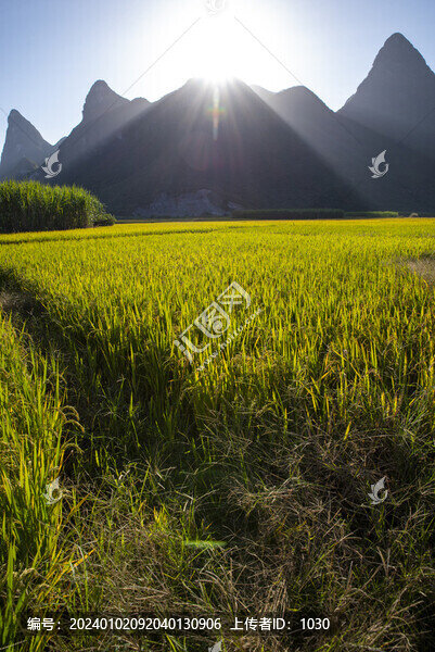 稻田山景
