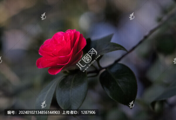 茶花
