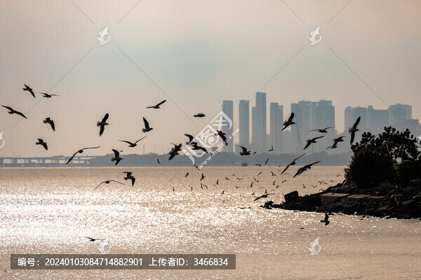 深圳海邊的過冬候鳥群
