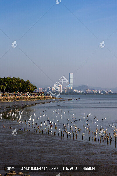 深圳海邊的過(guò)冬候鳥(niǎo)群
