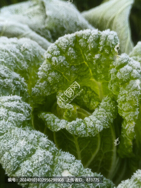 菜地霜花卷心菜卷心菜