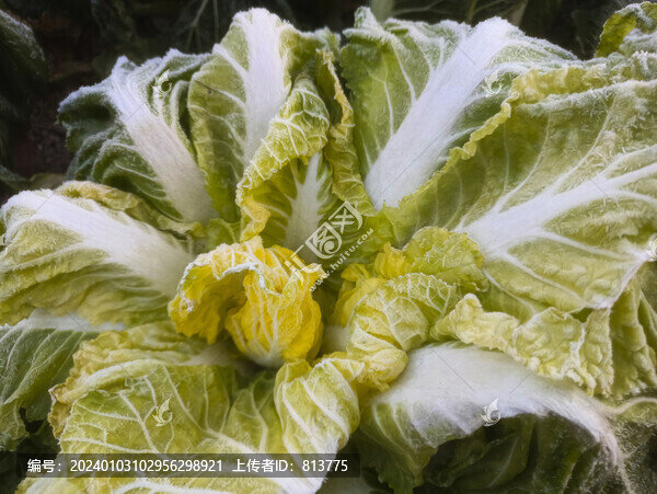 霜花白菜