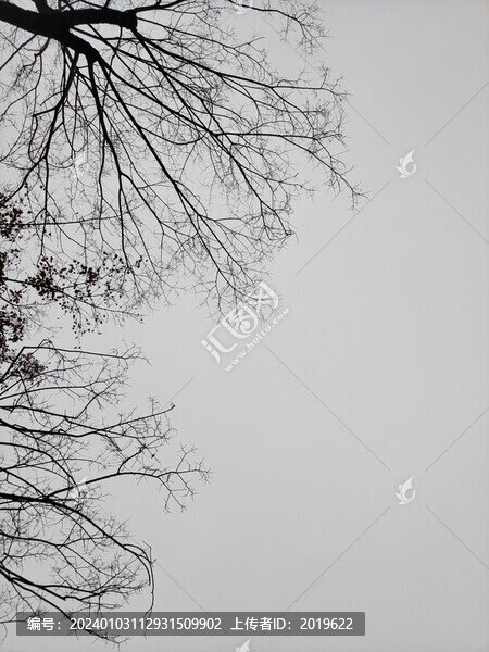 樹(shù)影