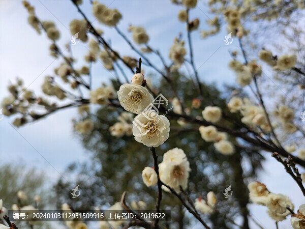 櫻花