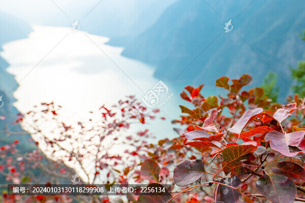 長江紅葉