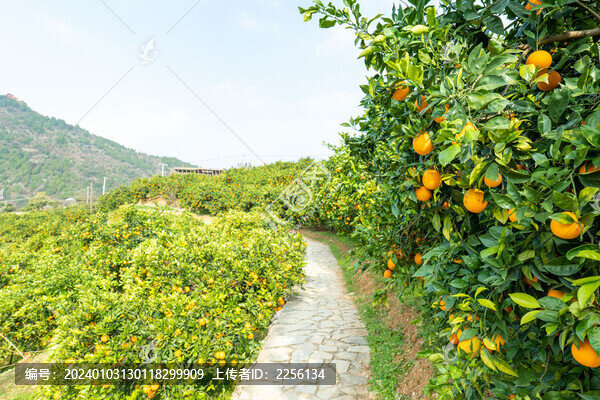 臍橙