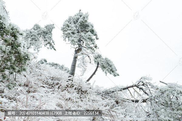 冬季樹林