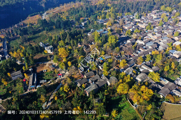 銀杏村風光