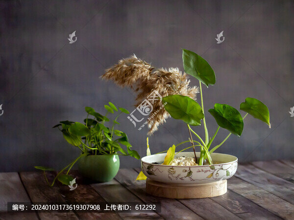 靜物攝影