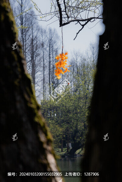 紅葉
