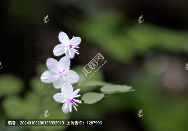 華東唐星草
