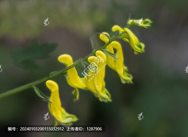 黃堇