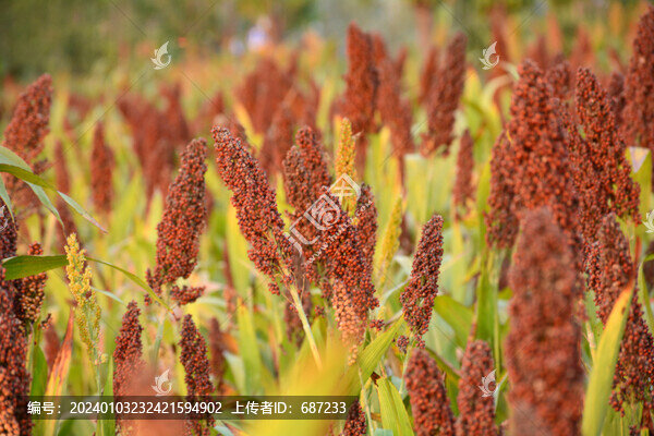 紅高粱