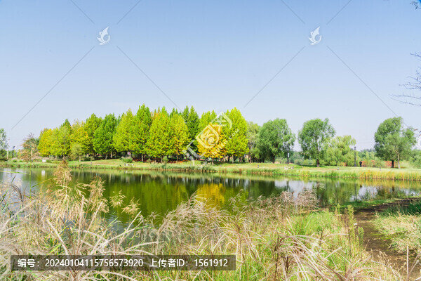 湖邊蘆葦