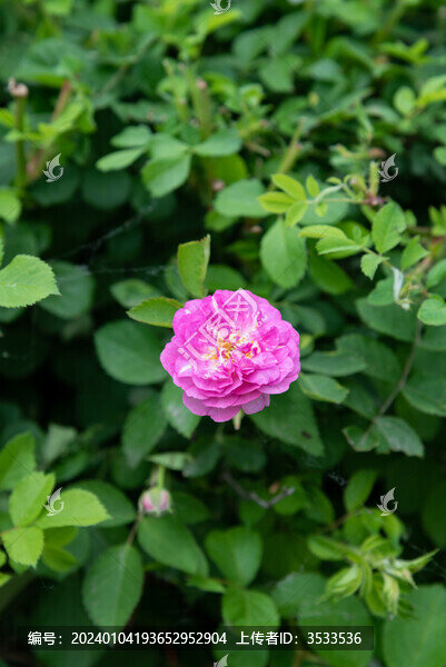薔薇