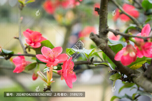 海棠花