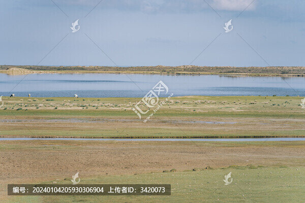 青海省海北州湖東洱海草地上的羊