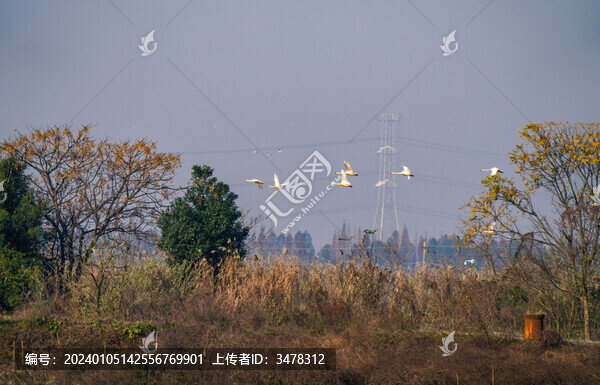 中國(guó)鄱陽(yáng)湖候鳥風(fēng)景圖