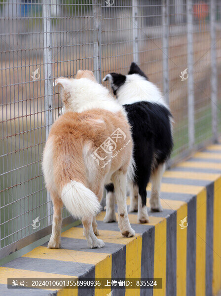家有二犬