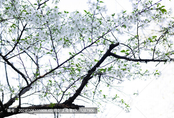 櫻花樹