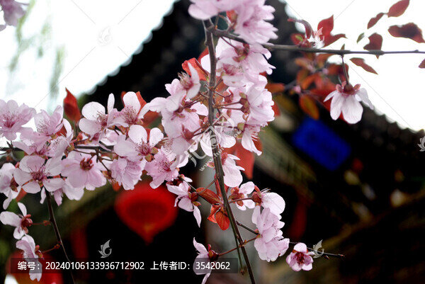 桃花盛開