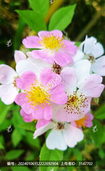 粉團薔薇