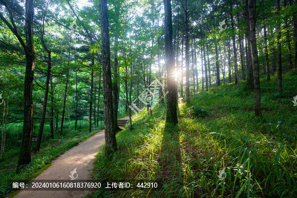 樹林