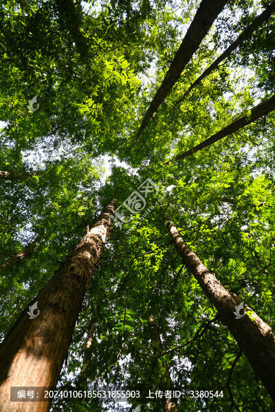 國家植物園櫻桃溝云杉杉樹