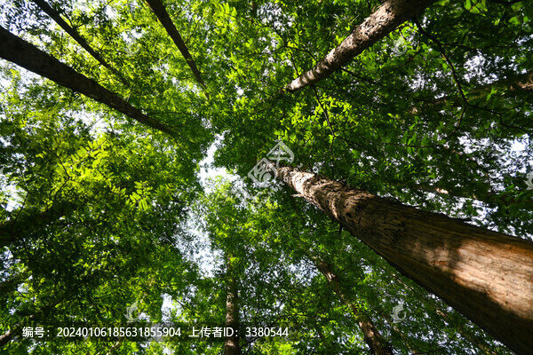國家植物園櫻桃溝云杉杉樹