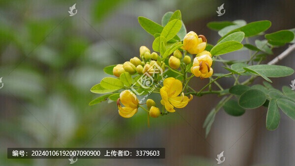 黃槐決明