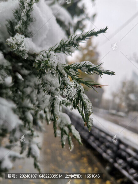 雪松