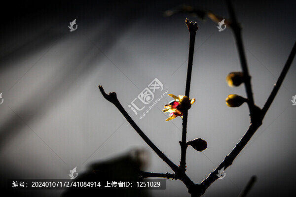 臘梅
