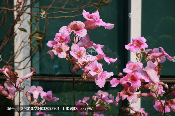 凌霄花