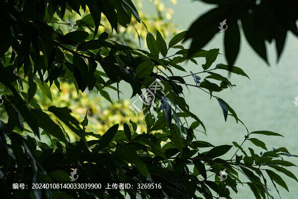 深圳仙湖植物園綠植
