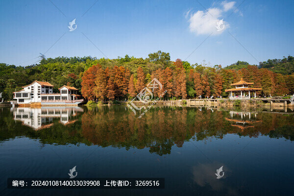 深圳仙湖植物園落羽杉秋意
