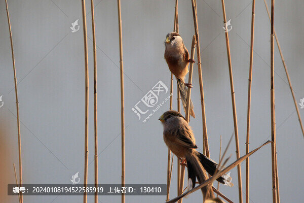 震旦鴉雀