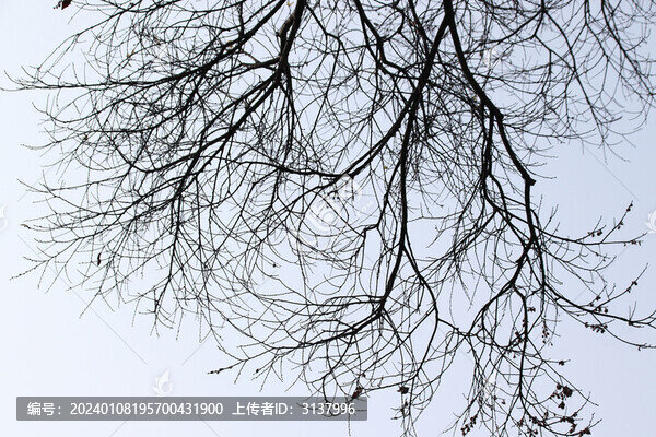 冬天的枯樹(shù)枝