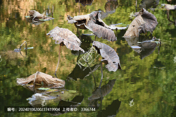 水中殘荷