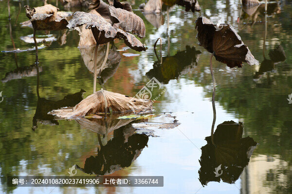 水中殘荷