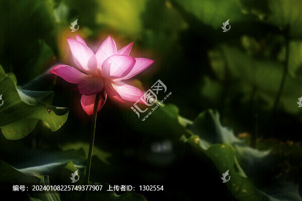 獨支荷花