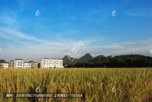 稻田農(nóng)舍