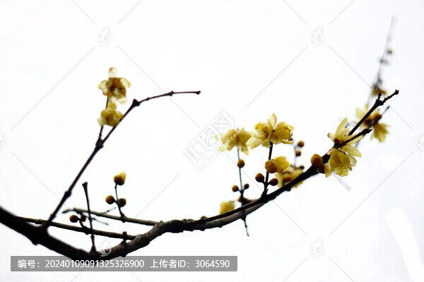 臘梅