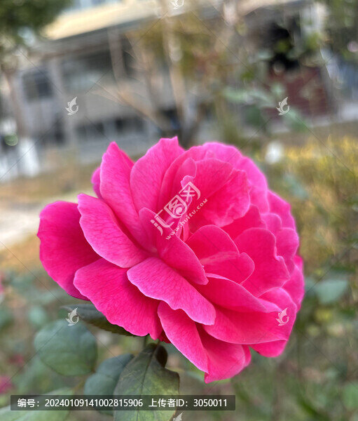 月季花