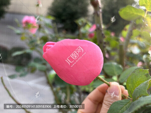 月季花